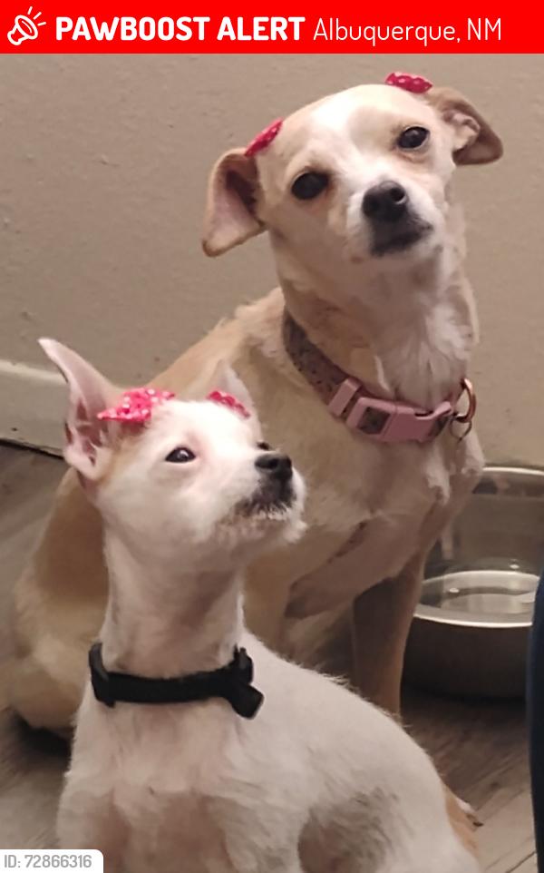 Lost Female Dog last seen 12th Street and Lomas Blvd , Albuquerque, NM 87102