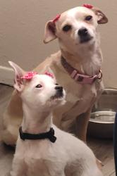 Lost Female Dog last seen 12th Street and Lomas Blvd , Albuquerque, NM 87102
