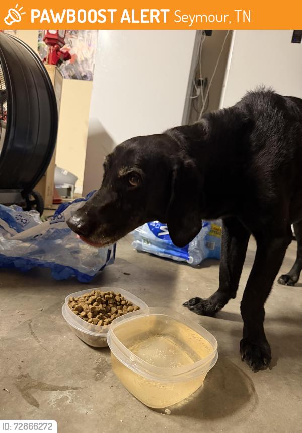 Found/Stray Female Dog last seen Devon St, Seymour, TN 37865