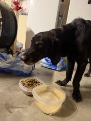 Found/Stray Female Dog last seen Devon St, Seymour, TN 37865