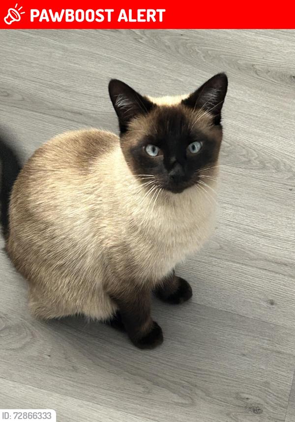 Lost Male Cat last seen Wenvoe, Cardiff, Vale of Glamorgan, Wales CF5