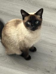 Lost Male Cat last seen Wenvoe, Cardiff, Vale of Glamorgan, Wales CF5
