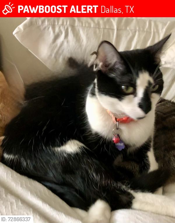 Lost Male Cat last seen Bandera Ave and Edgemere/Thackery, Dallas, TX 75225