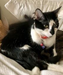 Lost Male Cat last seen Bandera Ave and Edgemere/Thackery, Dallas, TX 75225