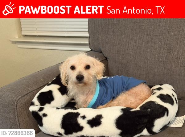 Lost Male Dog last seen Near Heritage park , San Antonio, TX 78245