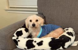 Lost Male Dog last seen Near Heritage park , San Antonio, TX 78245