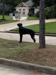 Found/Stray Female Dog last seen Bentwater community , Montgomery, TX 77356