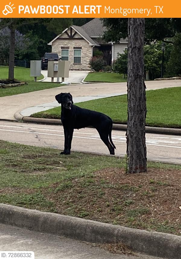 Found/Stray Female Dog last seen Bentwater community , Montgomery, TX 77356