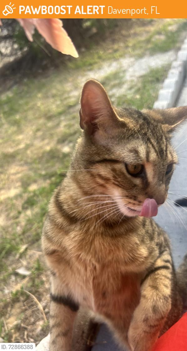 Found/Stray Male Cat last seen Royal Ridge area, Davenport, FL 33837