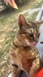 Found/Stray Male Cat last seen Royal Ridge area , Davenport, FL 33837