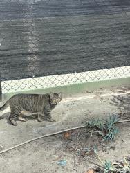 Found/Stray Unknown Cat last seen Near Lombard Pl & Via Precipicio, San Diego, CA 92122, San Diego, CA 92122