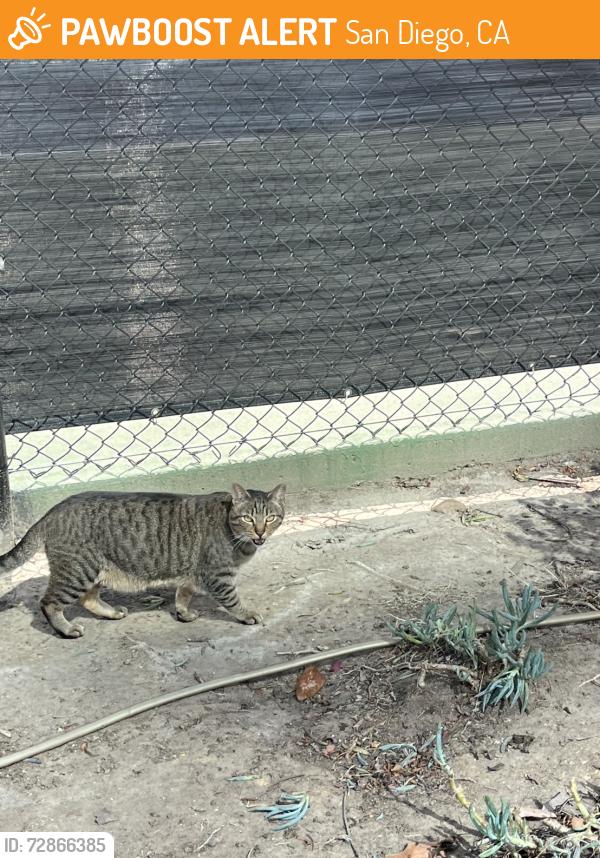 Found/Stray Unknown Cat last seen Near Lombard Pl & Via Precipicio, San Diego, CA 92122, San Diego, CA 92122