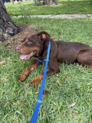 Found/Stray Male Dog last seen Near Keller Ave, westwego, Westwego, LA 70094