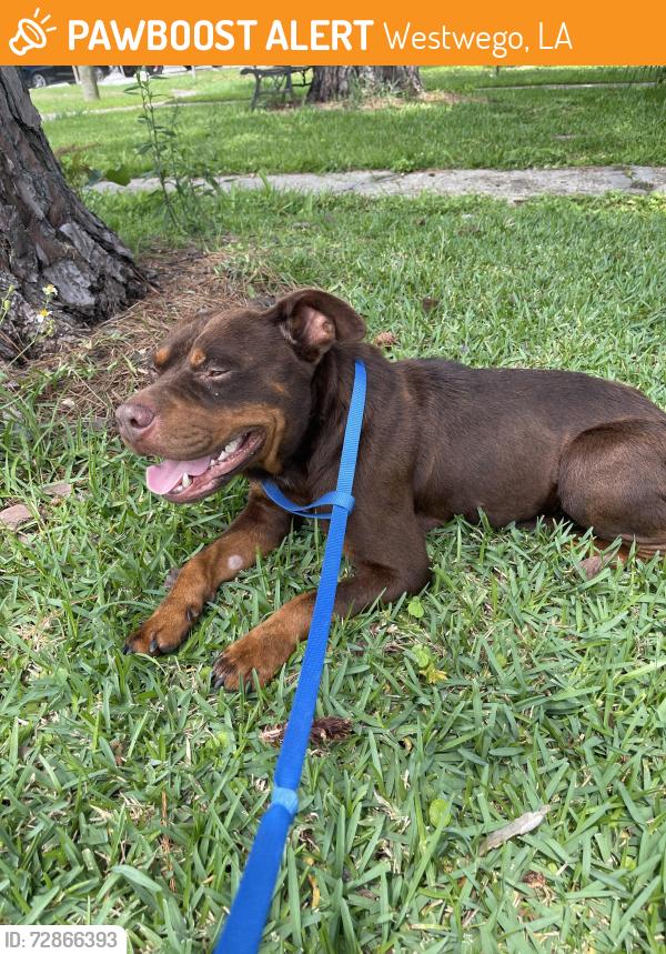 Found/Stray Male Dog last seen Near Keller Ave, westwego, Westwego, LA 70094