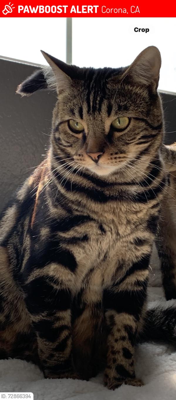 Lost Male Cat last seen Golden ridge off green River , Corona, CA 92878