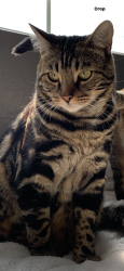 Lost Male Cat last seen Golden ridge off green River , Corona, CA 92878