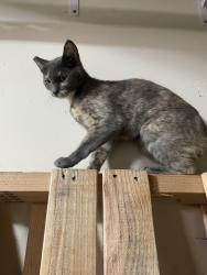 Found/Stray Unknown Cat last seen Windcrest , San Diego, CA 92128