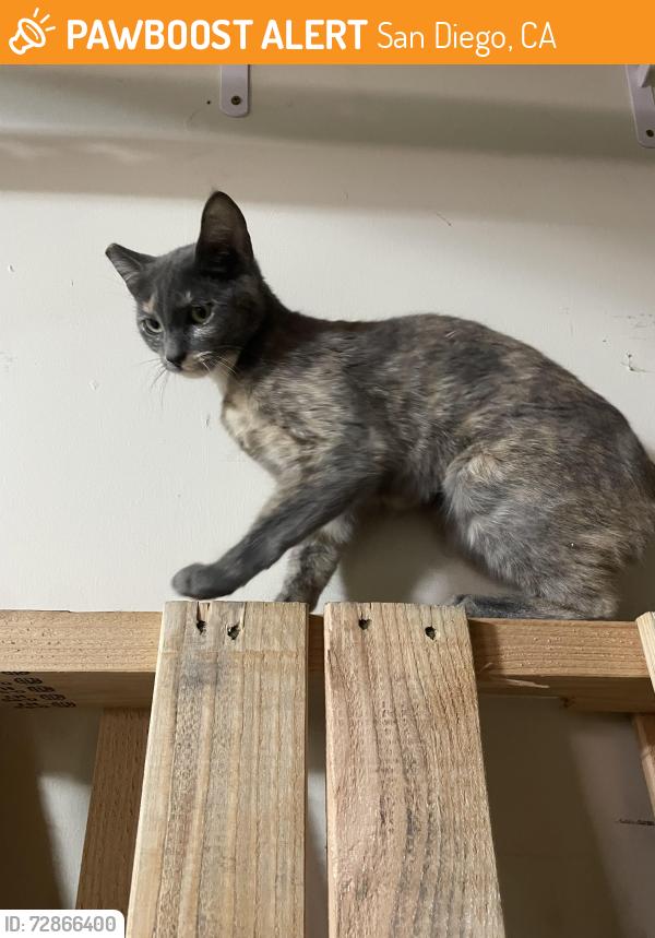 Found/Stray Unknown Cat last seen Windcrest , San Diego, CA 92128