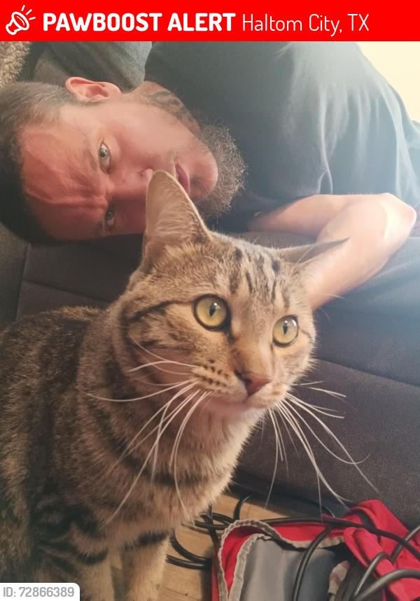 Lost Male Cat last seen Denton Hwy and I-820-E, I-30, Haltom City, TX 76117