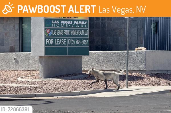 Found/Stray Male Dog last seen  S 17th St and E Sahara Ave., Las Vegas, NV 89104