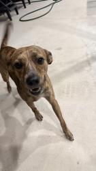 Found/Stray Male Dog last seen Across from brandsmart usa, Miami Gardens, FL 33055