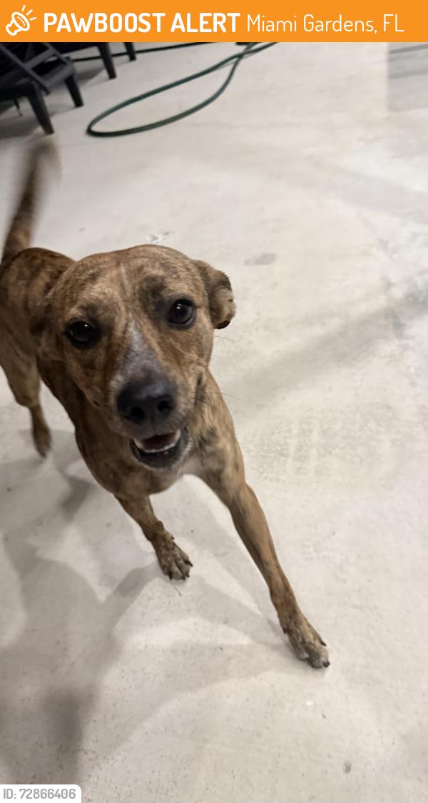Found/Stray Male Dog last seen Across from brandsmart usa, Miami Gardens, FL 33055