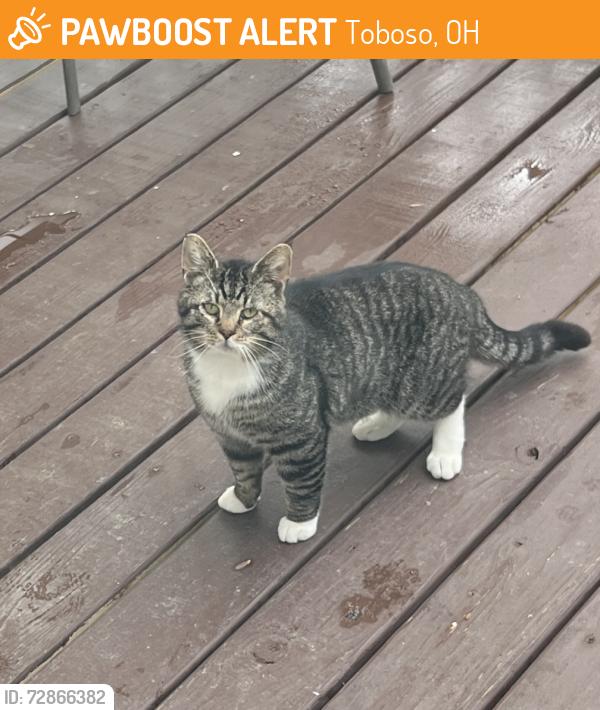 Found/Stray Unknown Cat last seen Toboso Rd./Rock Haven Rd., Toboso, OH 43056