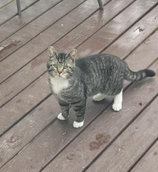 Found/Stray Unknown Cat last seen Toboso Rd./Rock Haven Rd., Toboso, OH 43056