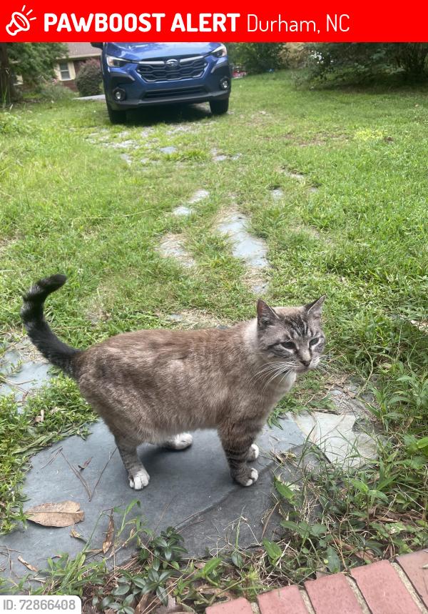 Lost Male Cat last seen Prince St & Chapel Hill Rd, Durham, NC 27707