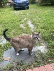 Lost Male Cat last seen Prince St & Chapel Hill Rd, Durham, NC 27707