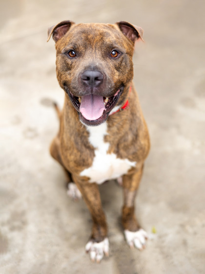 Shelter Stray Male Dog last seen , 30088, GA, Atlanta, GA 30341