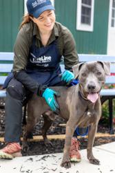 Shelter Stray Male Dog last seen , 30083, GA, Atlanta, GA 30341