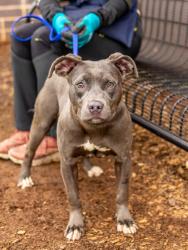 Shelter Stray Female Dog last seen Near shelter rock dr, 30288, GA, Atlanta, GA 30341