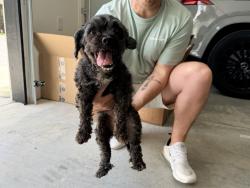 Found/Stray Female Dog last seen Riverside Post Office, Riverside, AL 35135