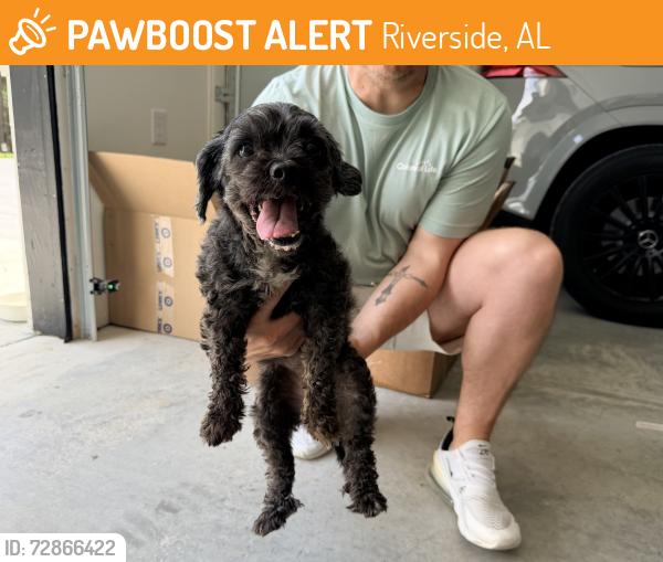 Found/Stray Female Dog last seen Riverside Post Office, Riverside, AL 35135