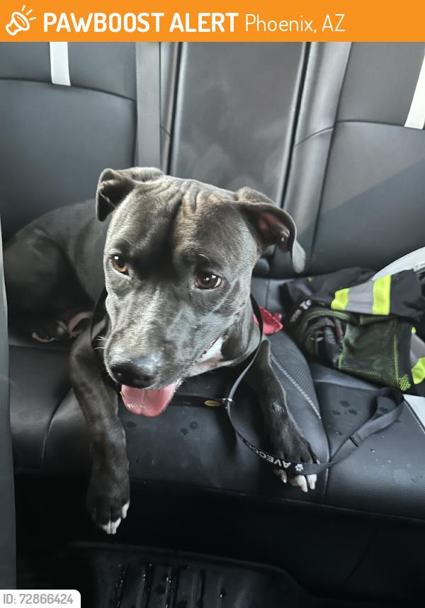 Found/Stray Male Dog last seen 35th av bethany hkme, Phoenix, AZ 85017