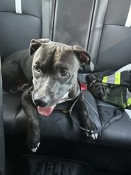 Found/Stray Male Dog last seen 35th av bethany hkme, Phoenix, AZ 85017