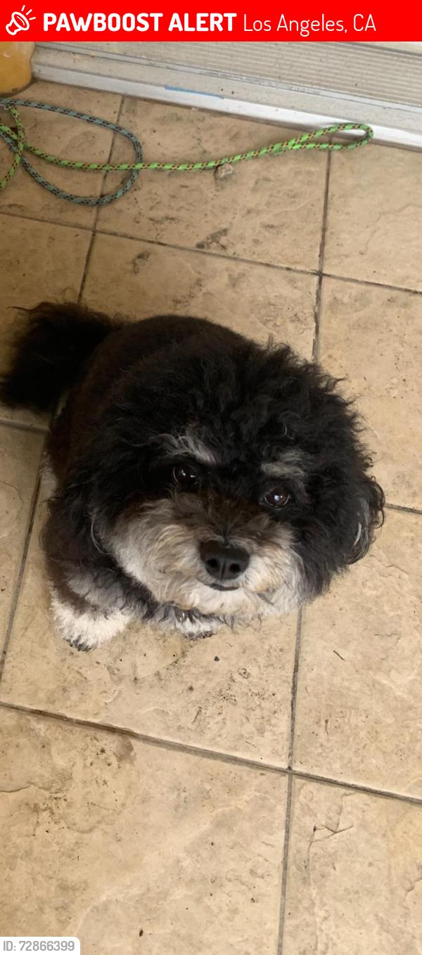 Lost Female Dog last seen Beverwil, fish grill on pico Robertson , Los Angeles, CA 90035