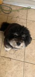 Lost Female Dog last seen Beverwil, fish grill on pico Robertson , Los Angeles, CA 90035