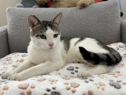 Found/Stray Male Cat last seen Target in EDH Town Center , El Dorado Hills, CA 95762