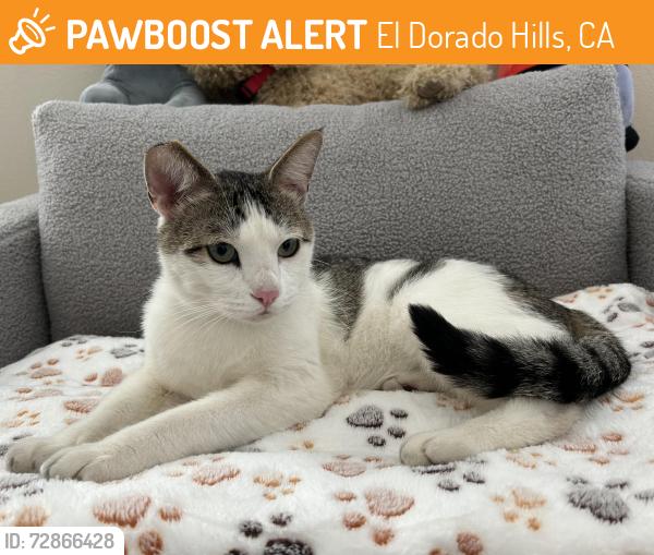Found/Stray Male Cat last seen Target in EDH Town Center , El Dorado Hills, CA 95762