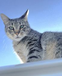 Lost Male Cat last seen Cedaridge dr , San Diego, CA 92114