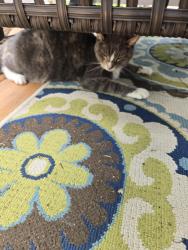Found/Stray Female Cat last seen Oak st Elm St, Firthcliffe, NY 12518