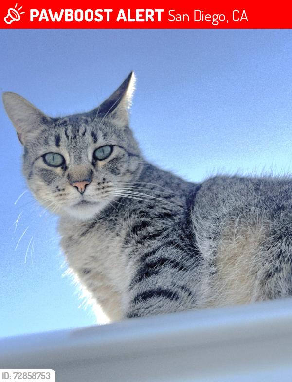 Lost Male Cat last seen Cedaridge dr , San Diego, CA 92114