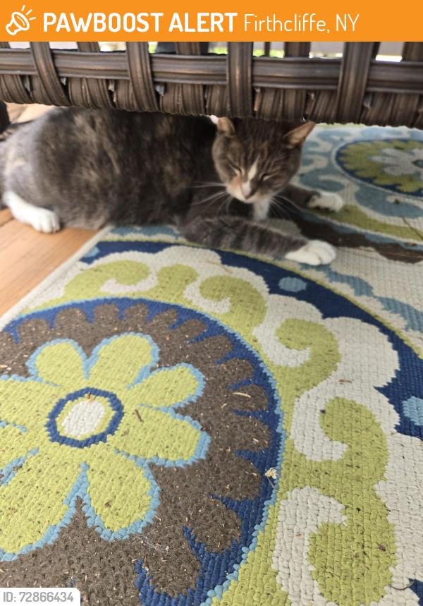 Found/Stray Female Cat last seen Oak st Elm St, Firthcliffe, NY 12518