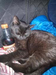 Found/Stray Male Cat last seen Fred Meyer's , Portland, OR 97233