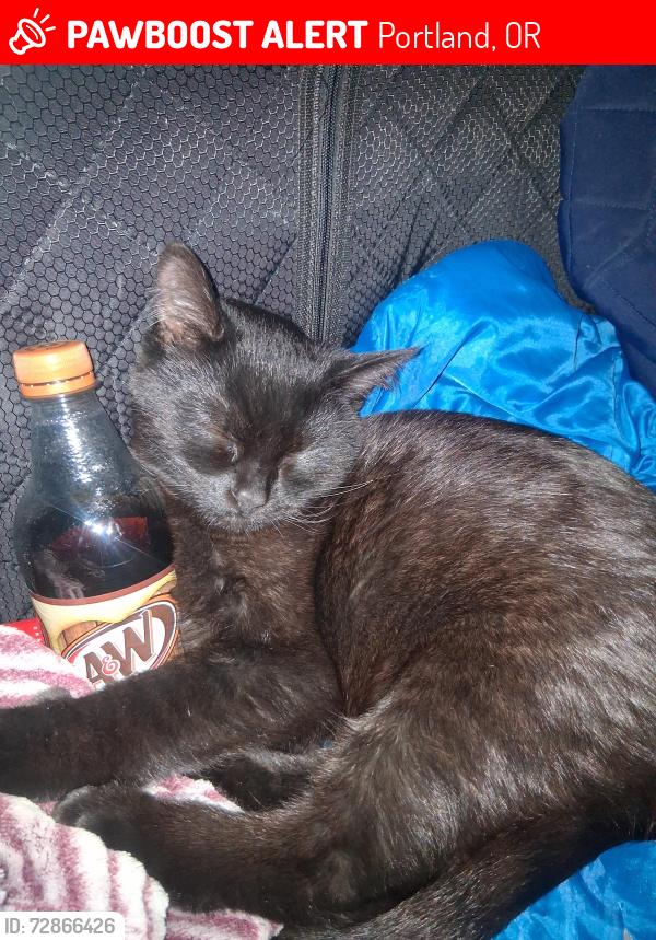 Found/Stray Male Cat last seen Fred Meyer's , Portland, OR 97233