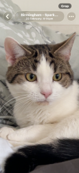 Lost Male Cat last seen Mary street, Balsall Heath, England B12