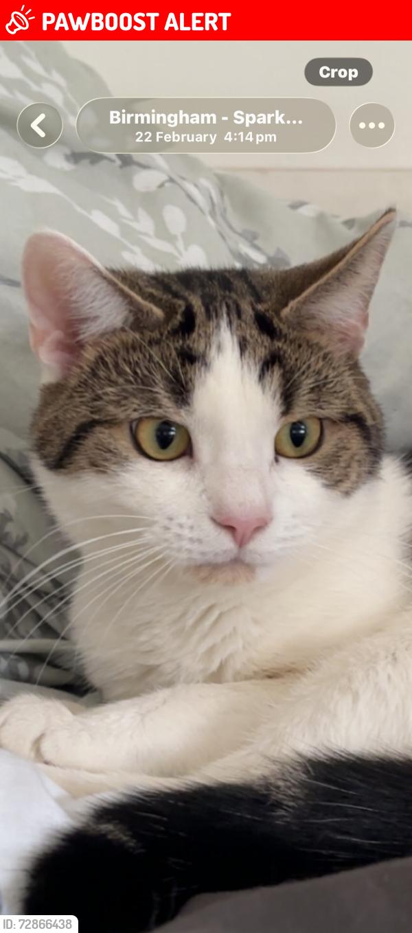 Lost Male Cat last seen Mary street, Balsall Heath, England B12