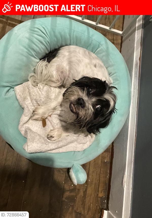 Lost Female Dog last seen South drake, 26th street, Chicago, IL 60623